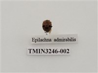 藏品(瓜茄瓢蟲)的圖片